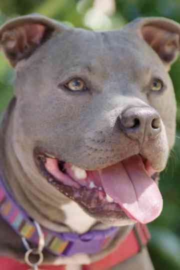 Hopalong Animal Rescue The Power of Fostering Poster