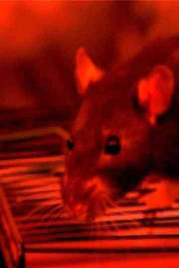 Hauser and Žižek: Theoreticians of Postmarxist Philosophy Poster