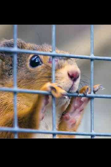 Foster Mothers Poster