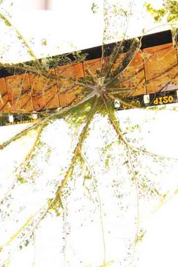 Fallen Leaves Return to Film Poster