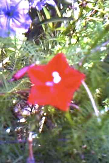 Flowers & Banana Wind Poster