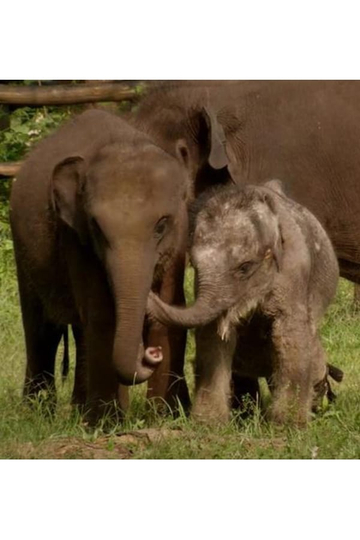 Sri Lanka: Elephant Island