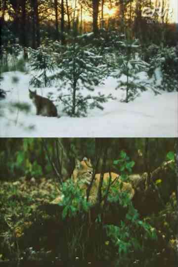 The Story of Ilves Poster