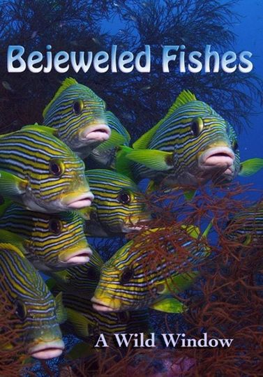 Wild Window Bejeweled Fishes