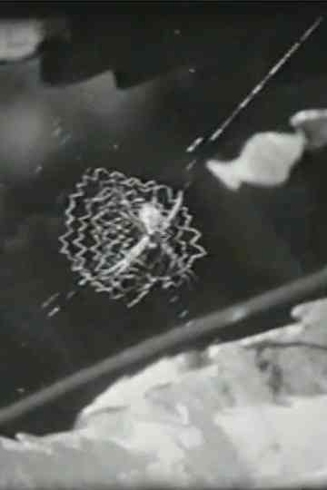 The Native Trees of Stradbroke Island Poster