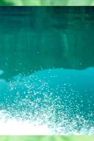 Digging Up the Last Spike Poster