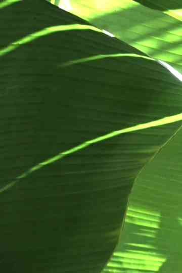 Crocodile Dreams Poster