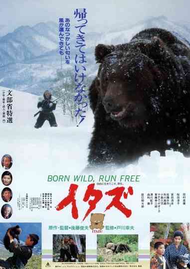 The Forest of the Little Bear Poster
