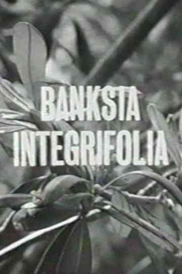 Banksia Integrifolia Poster