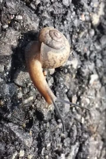 Hong Sangsoo  Winner of the Silver Bear for Best Screenplay