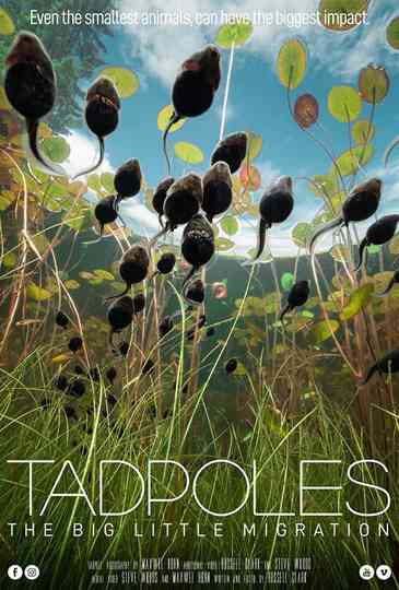 Tadpoles The Big Little Migration Poster