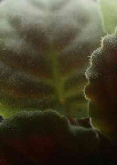 Usambara Violet Poster