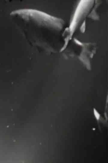 TVAquarium TVDeath 1 Poster