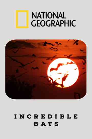 Incredible Bats Poster