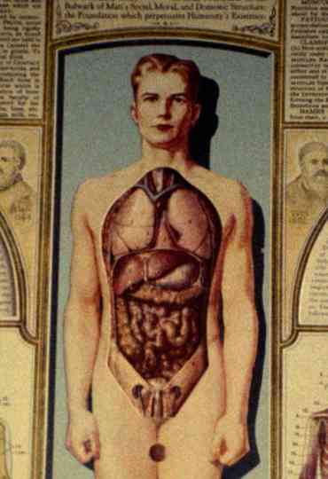 Natural History Poster