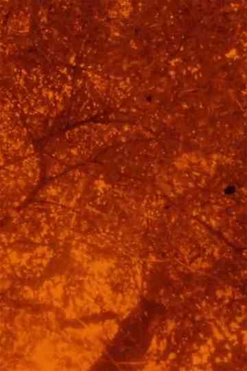 See Beneath the Static Poster