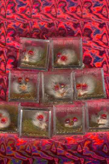 Pink Eyed Pet Poster