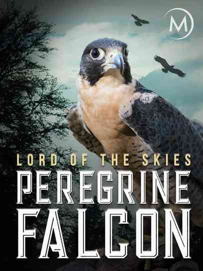 Peregrine Falcon Lord of the Skies poster