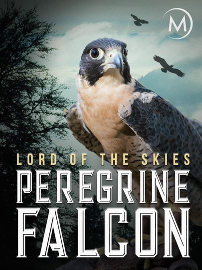 Peregrine Falcon Lord of the Skies