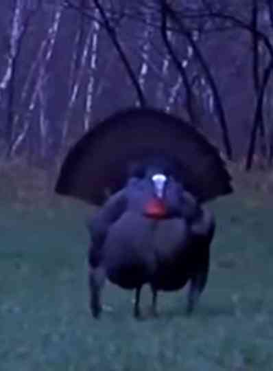 Dindon Sauvage La dinde noire Poster