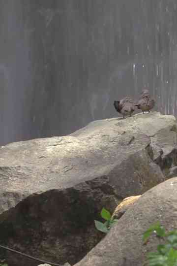 For the Birds Poster