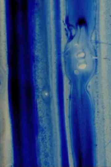 Nitro Cellulose Poster