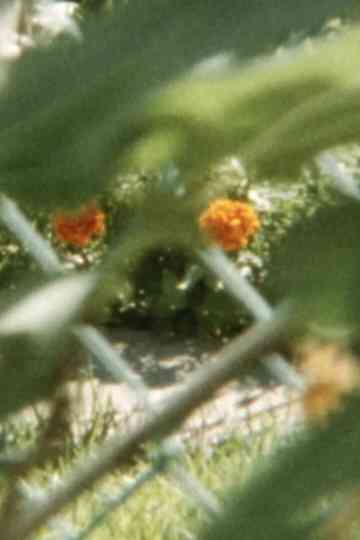 Lines to color within Poster