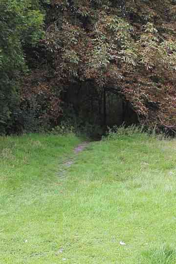 The Weasel and The Wolves Poster