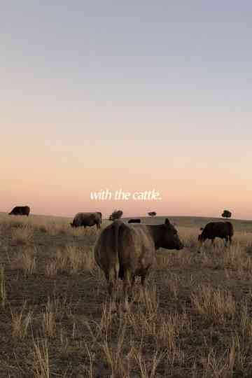 With the Cattle Poster