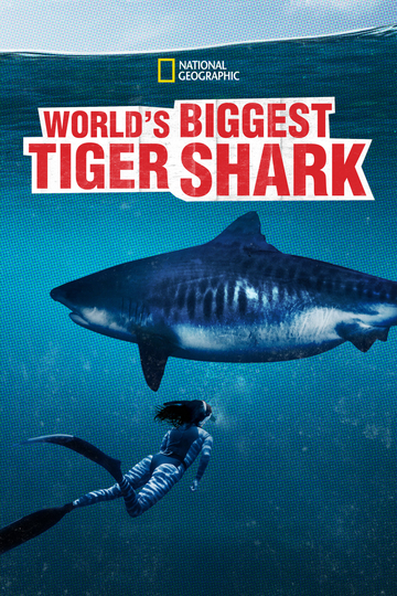 Worlds Biggest Tiger Shark