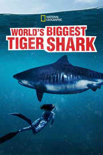 Worlds Biggest Tiger Shark Poster