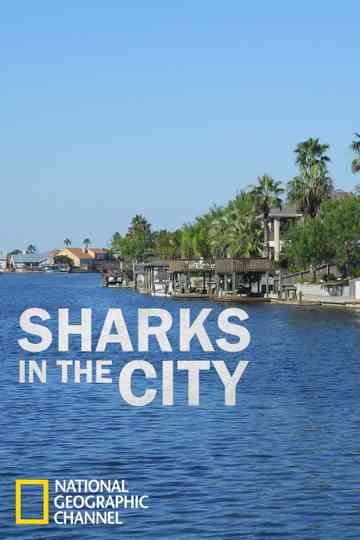 Sharks in the City Bull Sharks in the Backyard Poster