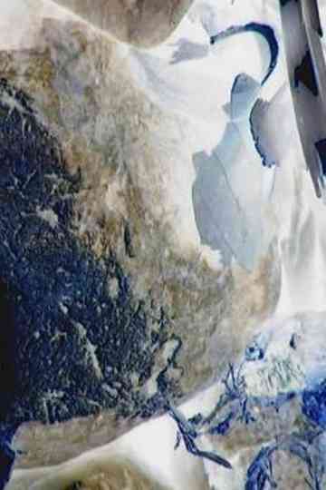 Ecosystem 17  Castor Poster