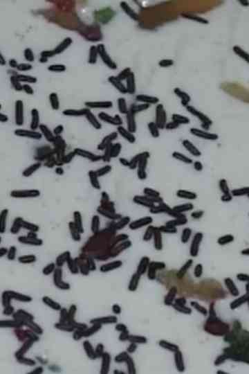 Crossing Kalandia Poster