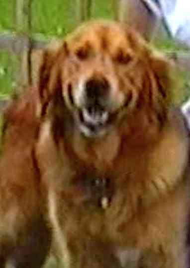 Puffin  Holly Poster