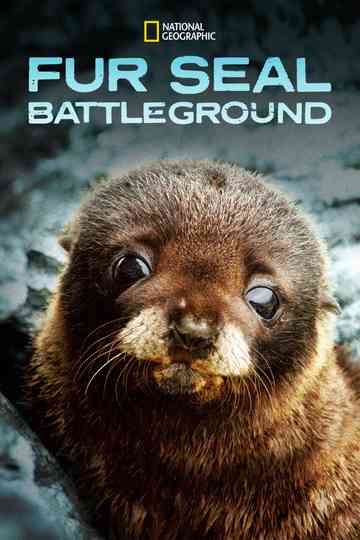 Fur Seals Poster