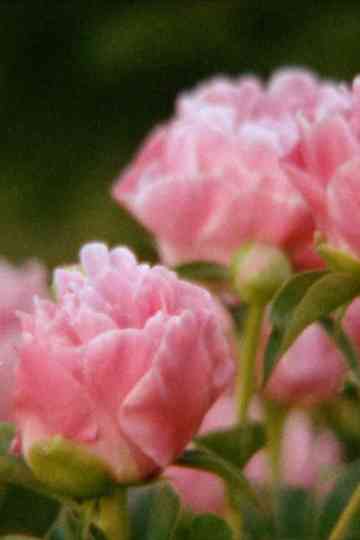 Eclipse in the Garden Poster