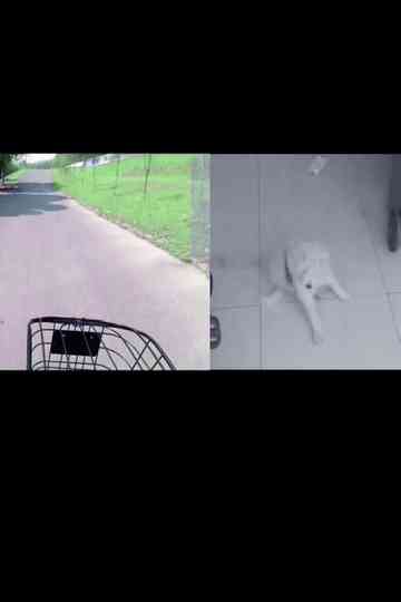 Search My White Dog Poster