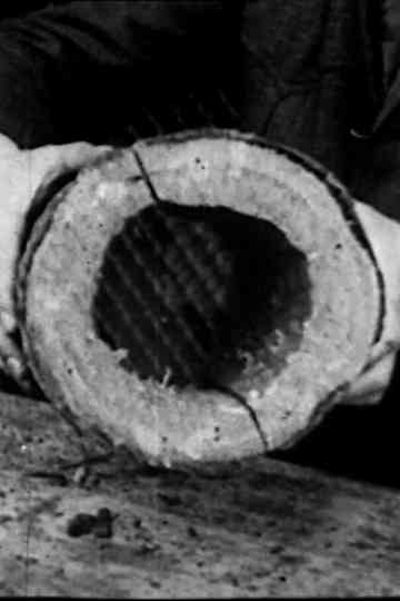 The Bird and Us Poster