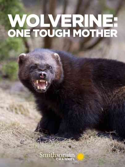 Wolverine: One Tough Mother Poster