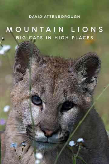 Mountain Lions: Big Cats in High Places Poster