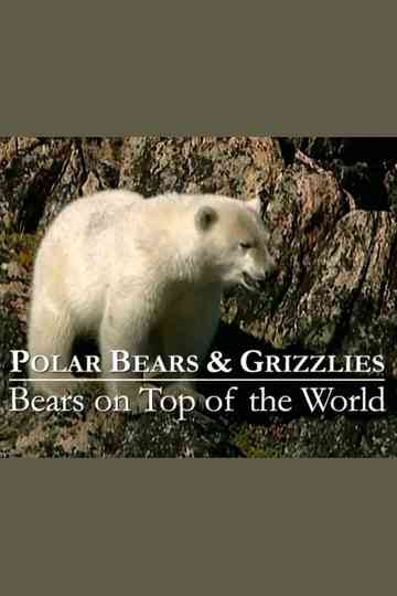 Polar Bears  Grizzlies Bears on Top of the World Poster