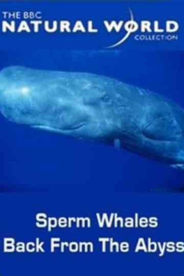 Sperm Whales: Back from the Abyss Poster