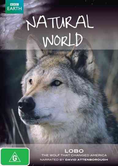 A Wolf Called Storm Poster