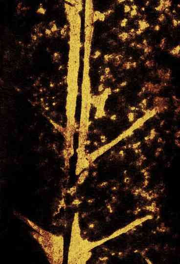 Deriva amorfológica bacia de Cubatão Poster