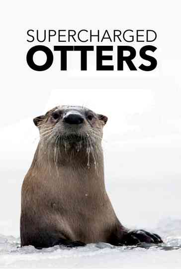 Supercharged Otters Poster
