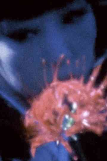 Despair Arabesque Poster