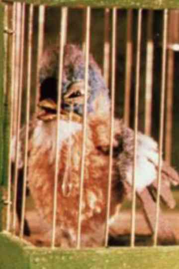 Gazouilli, petit oiseau Poster