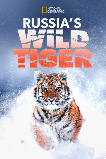 Russias Wild Tiger Poster