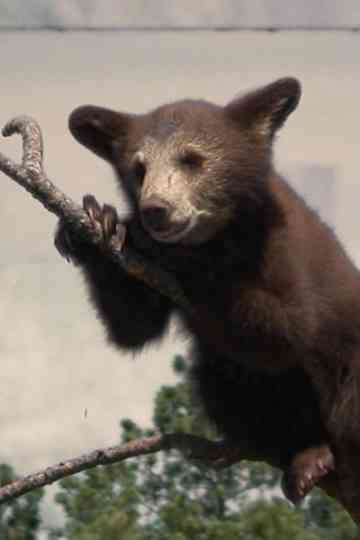 Medicine Bundle Poster